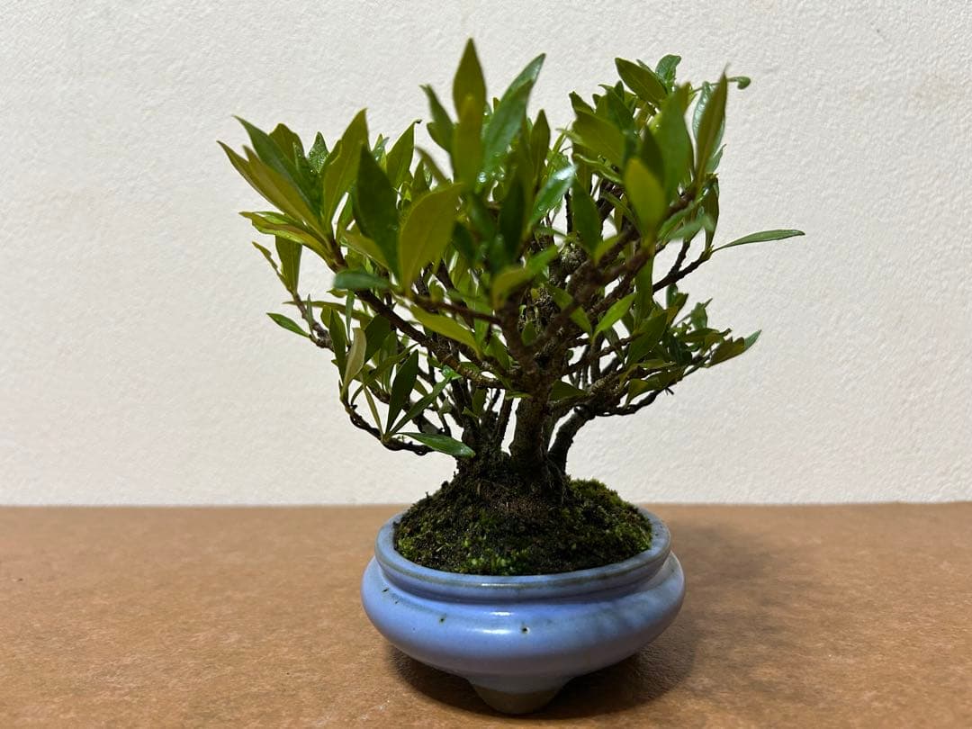 梔子　小品盆栽