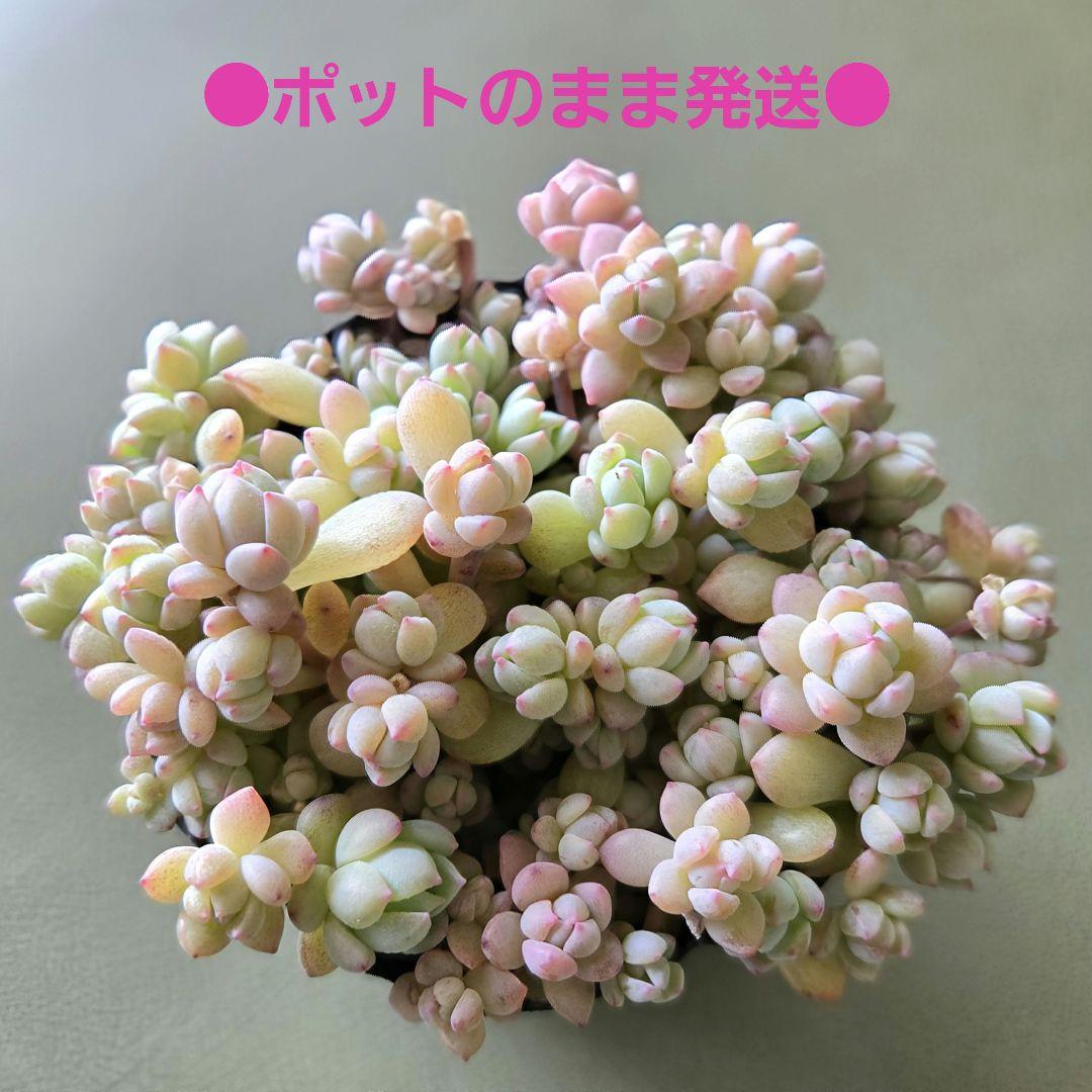 多肉植物♡ダーリーサンシャイン～ちび苗～つぶつぶ～♡ポットごと発送のお値段^^②