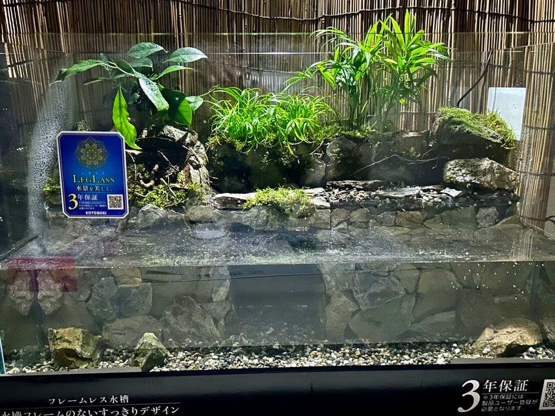 コトブキオールガラス水槽　60センチレイアウト