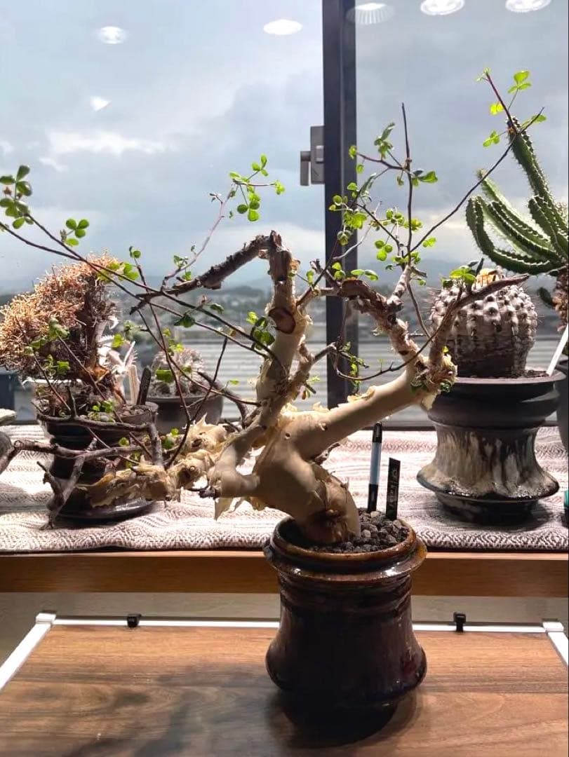 コミフォラ ピュア カタフ