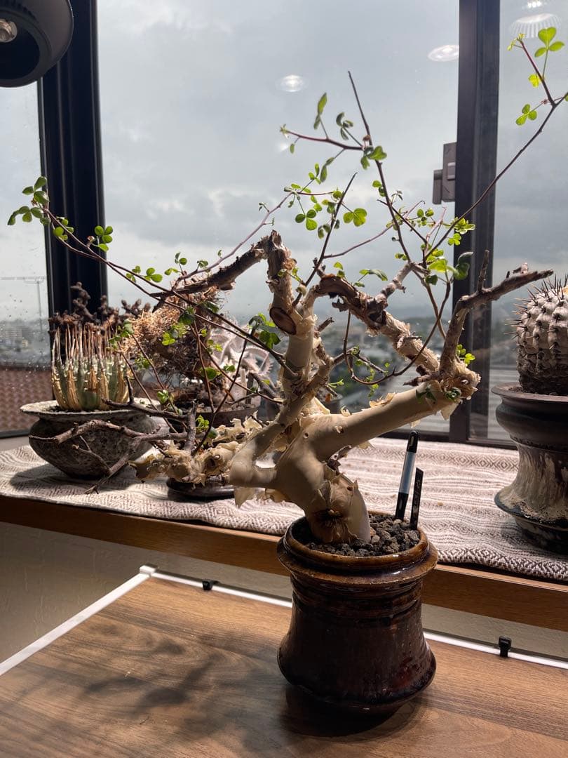 コミフォラ ピュア カタフ