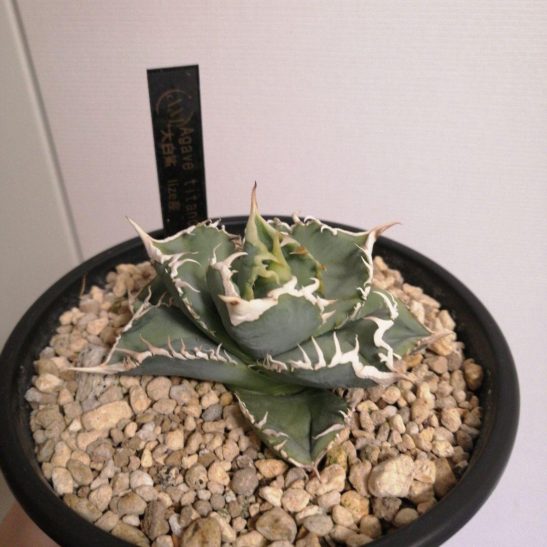 アガベチタノタ　ホホジロザメ（大白鯊）(lize産)