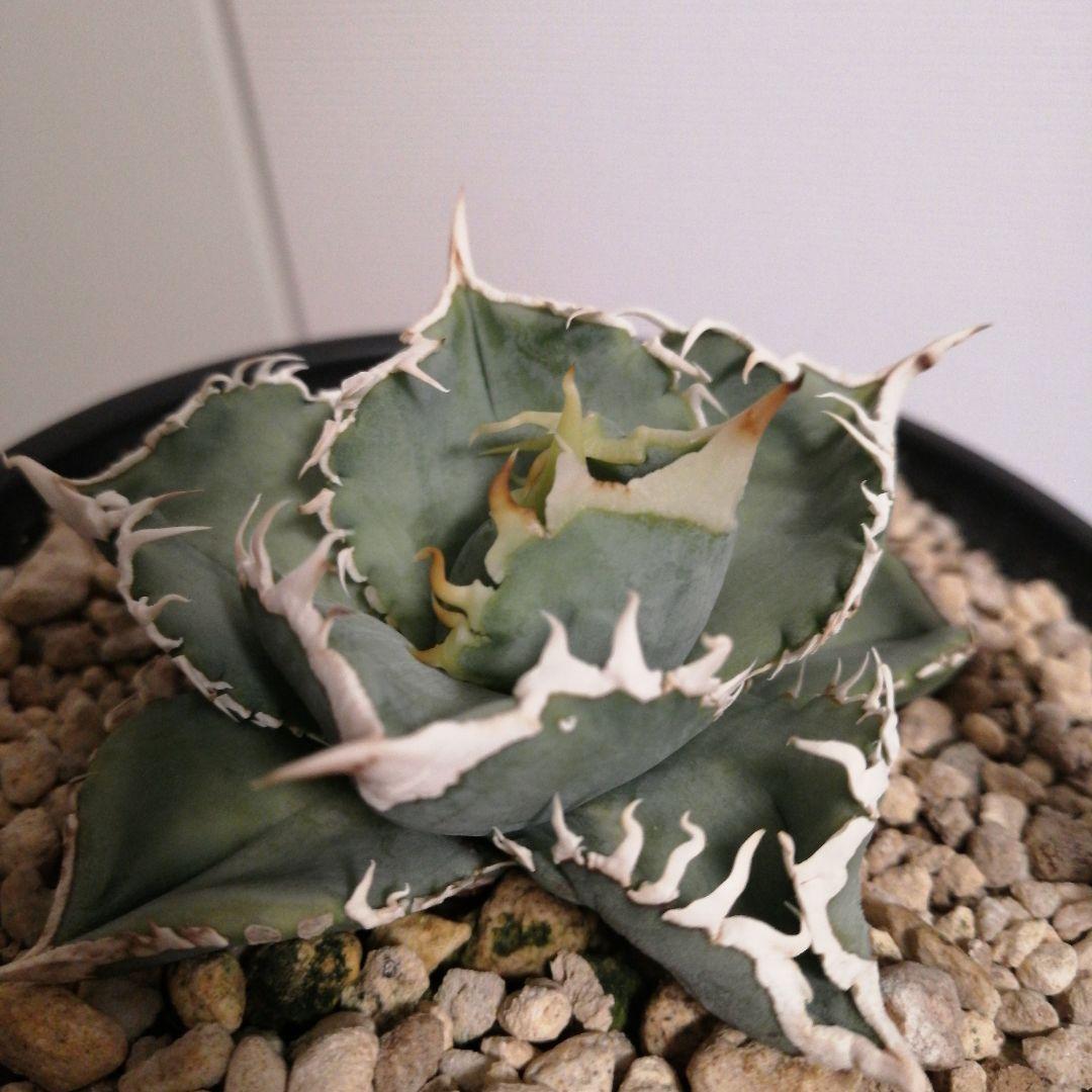 アガベチタノタ　ホホジロザメ（大白鯊）(lize産)