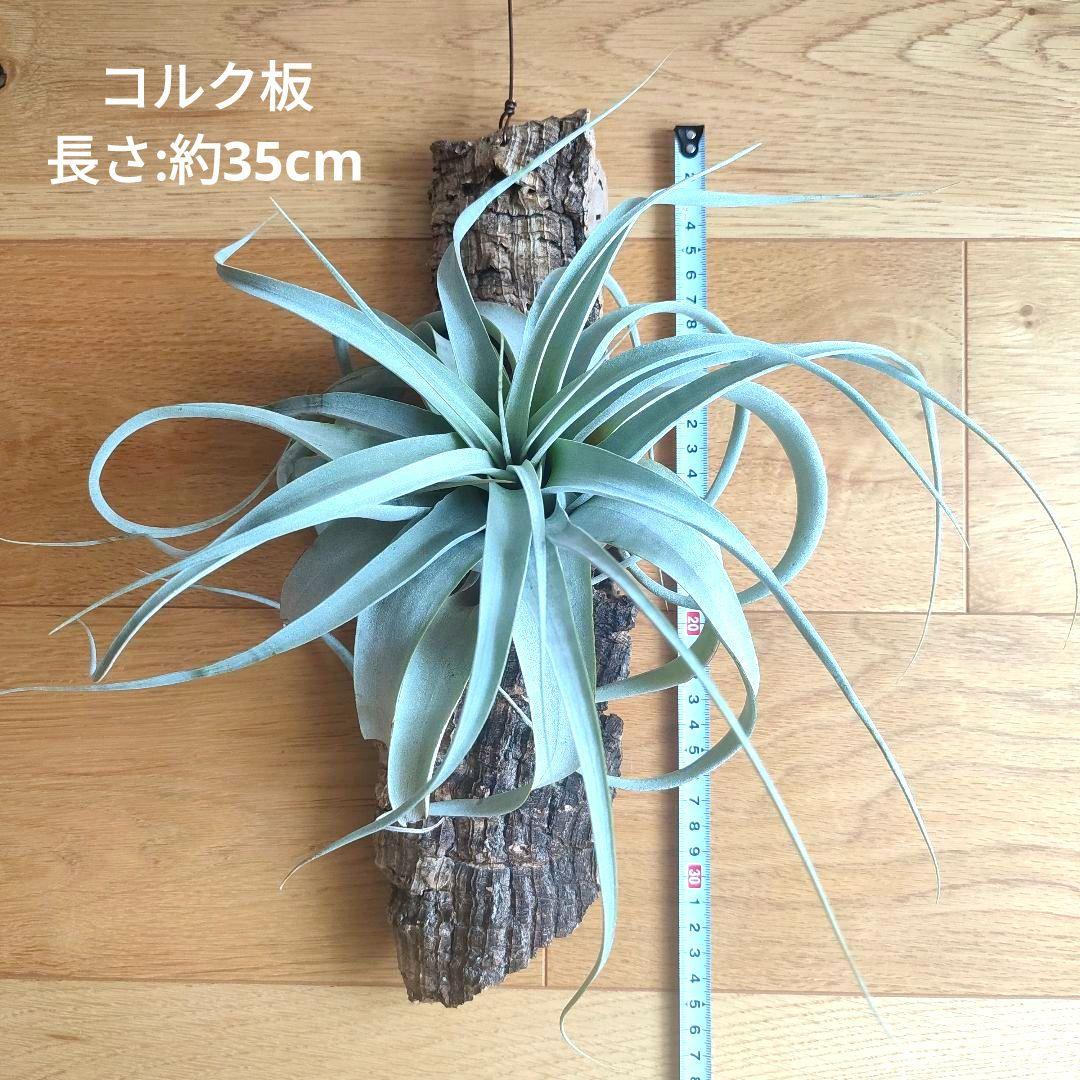,★週末値下げ★チランジア　キセログラフィカ　着生済み　コルク板【匿名配送】B