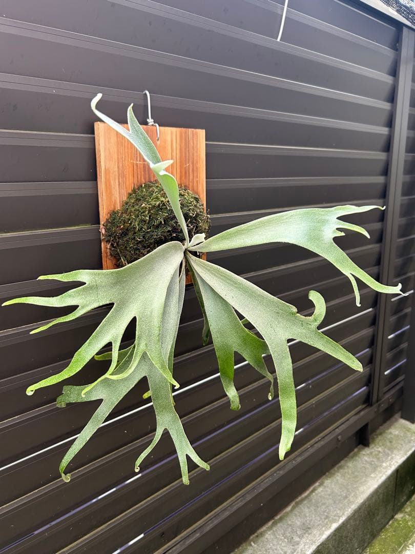 ビカクシダ P. willinckii cv. 'Queen Meduusa'