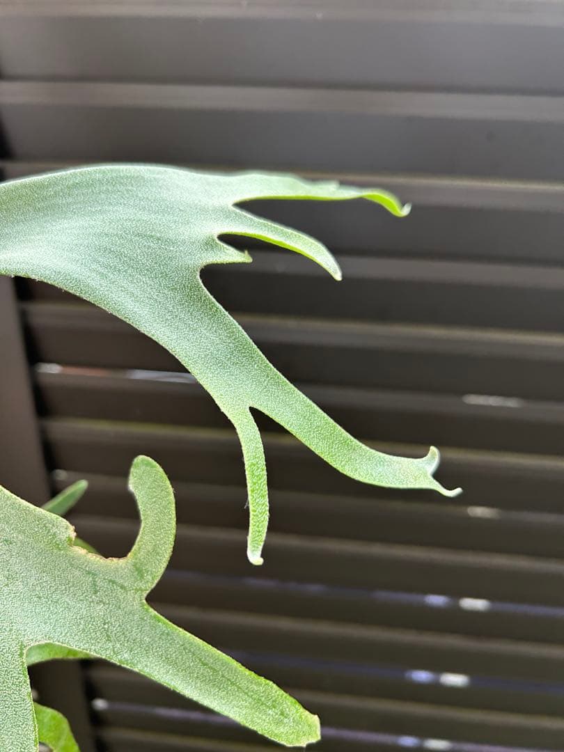ビカクシダ P. willinckii cv. 'Queen Meduusa'