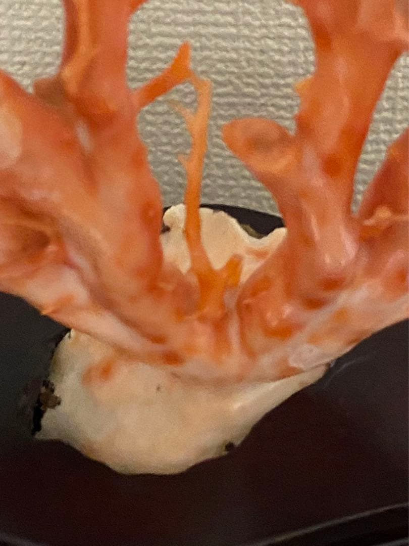 天然深海赤珊瑚 枝珊瑚置物 台座付きジュエリー宝石原木 オブジェ骨董