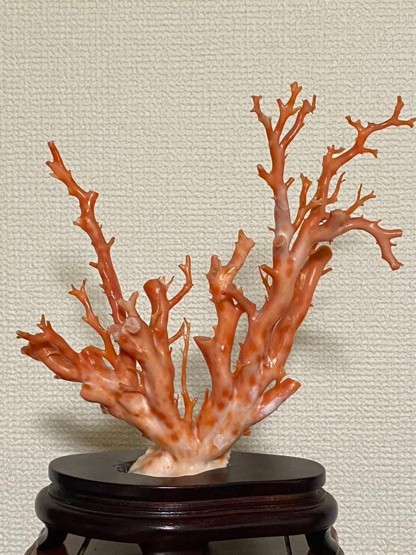 天然深海赤珊瑚 枝珊瑚置物 台座付きジュエリー宝石原木 オブジェ骨董