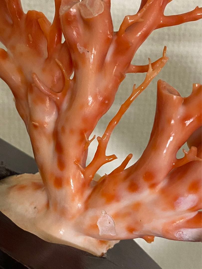 天然深海赤珊瑚 枝珊瑚置物 台座付きジュエリー宝石原木 オブジェ骨董