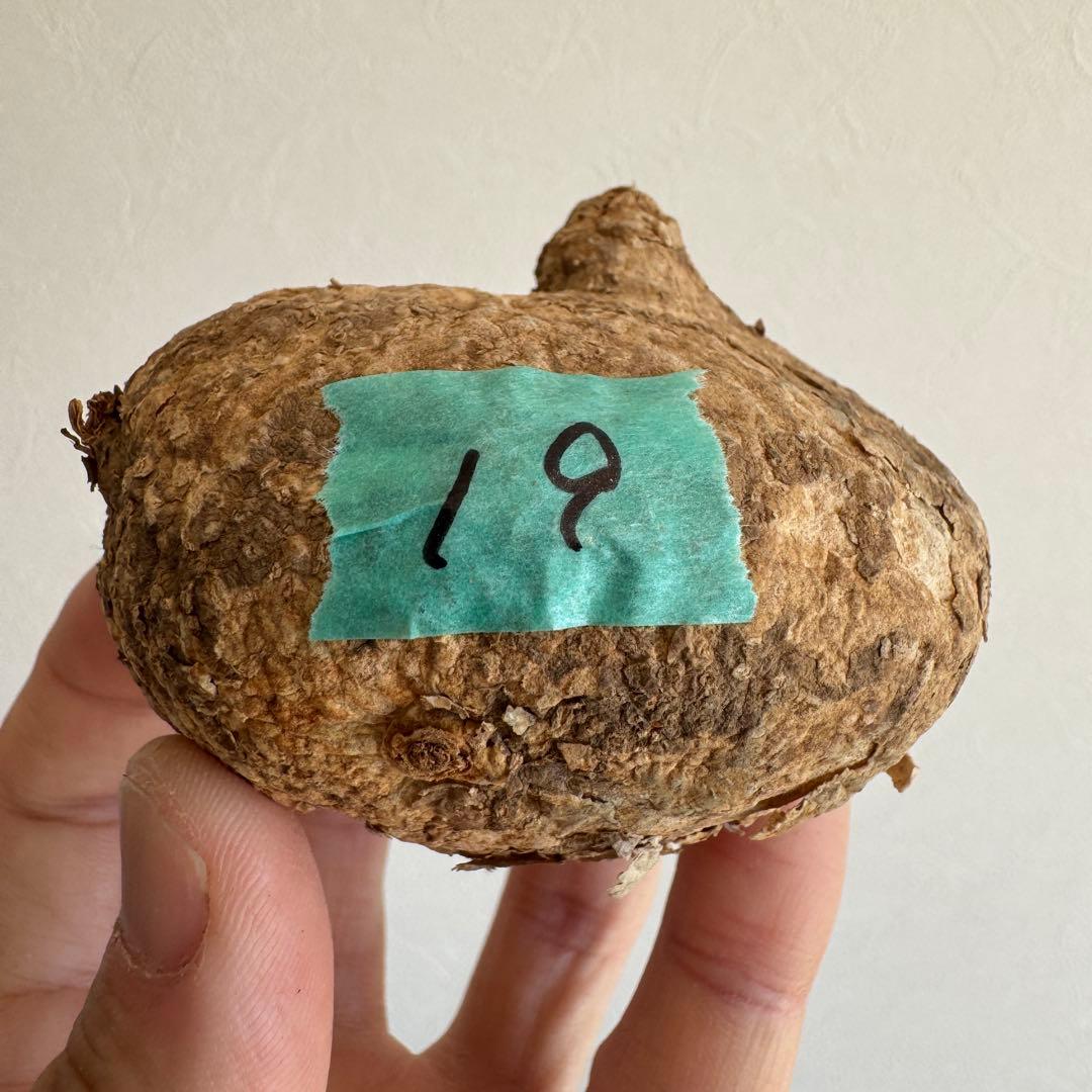 19.アデニア・オバタ 輸入直後ベアルート株　Adenia Ovata