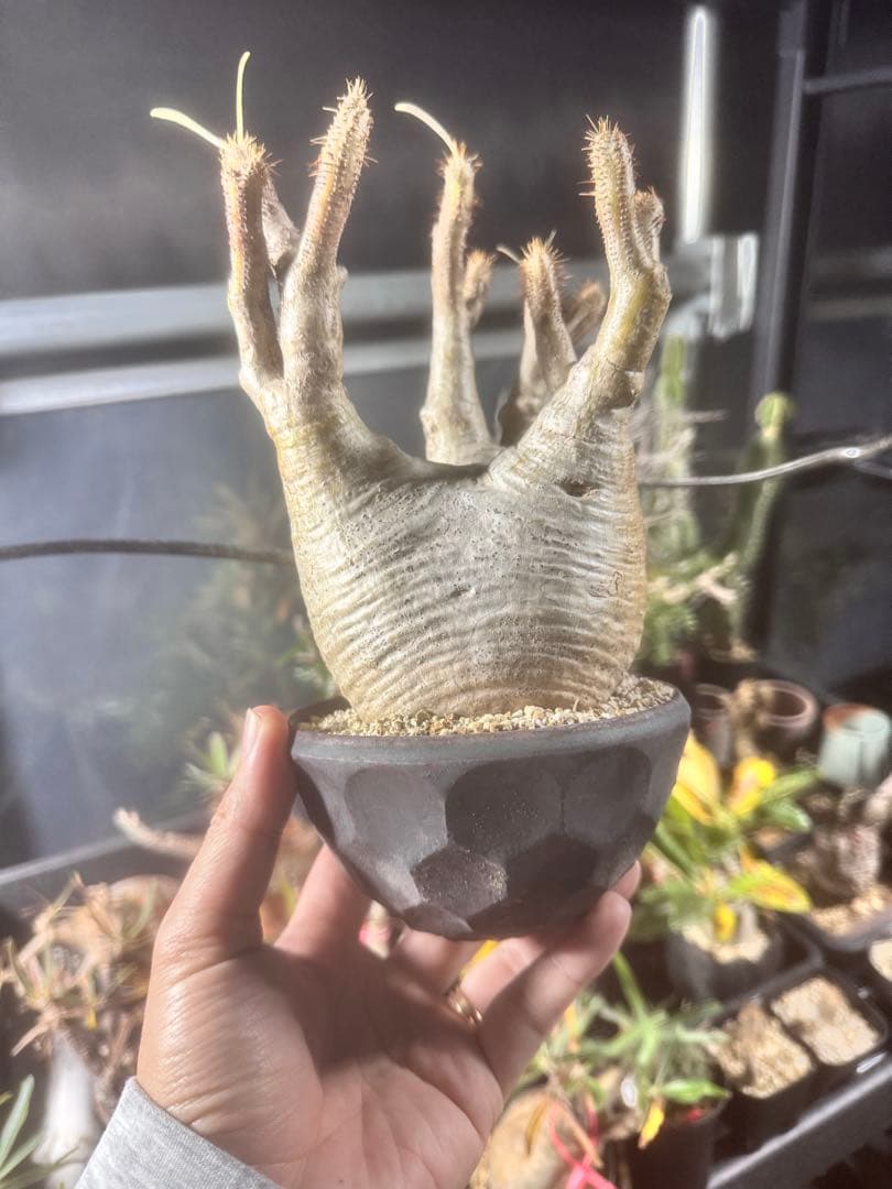 グラキリス発根済み　c10h9no2pot