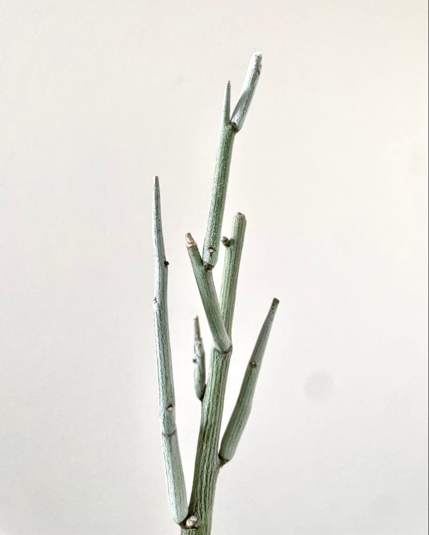 美株 アデニア ペチュエリー 挿し木 発根済み