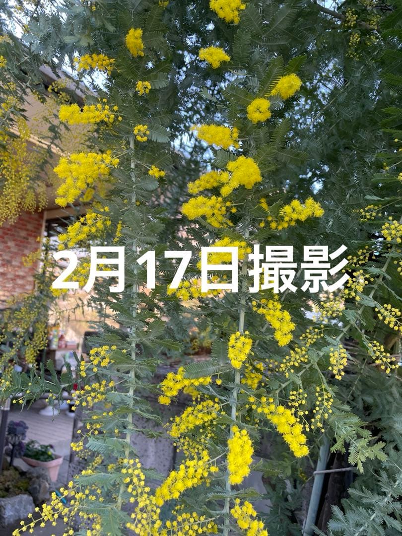 フレッシュミモザ （銀葉アカシア）