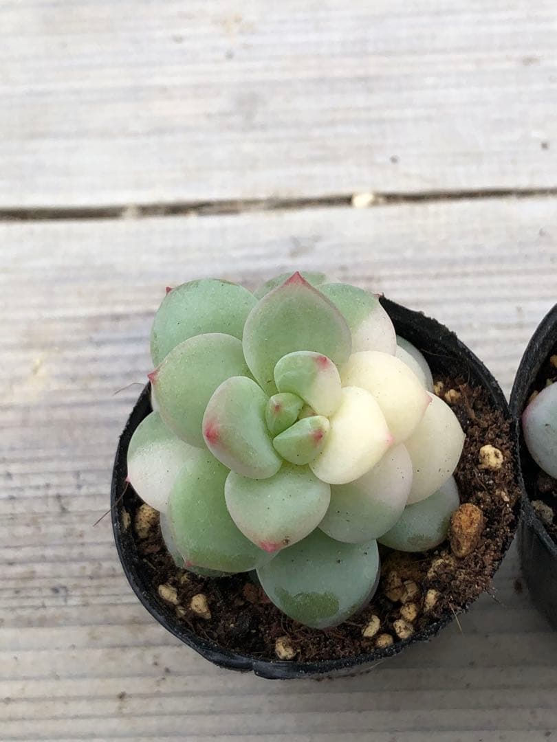 多肉植物 香水錦(お顔違い)♡小苗セット