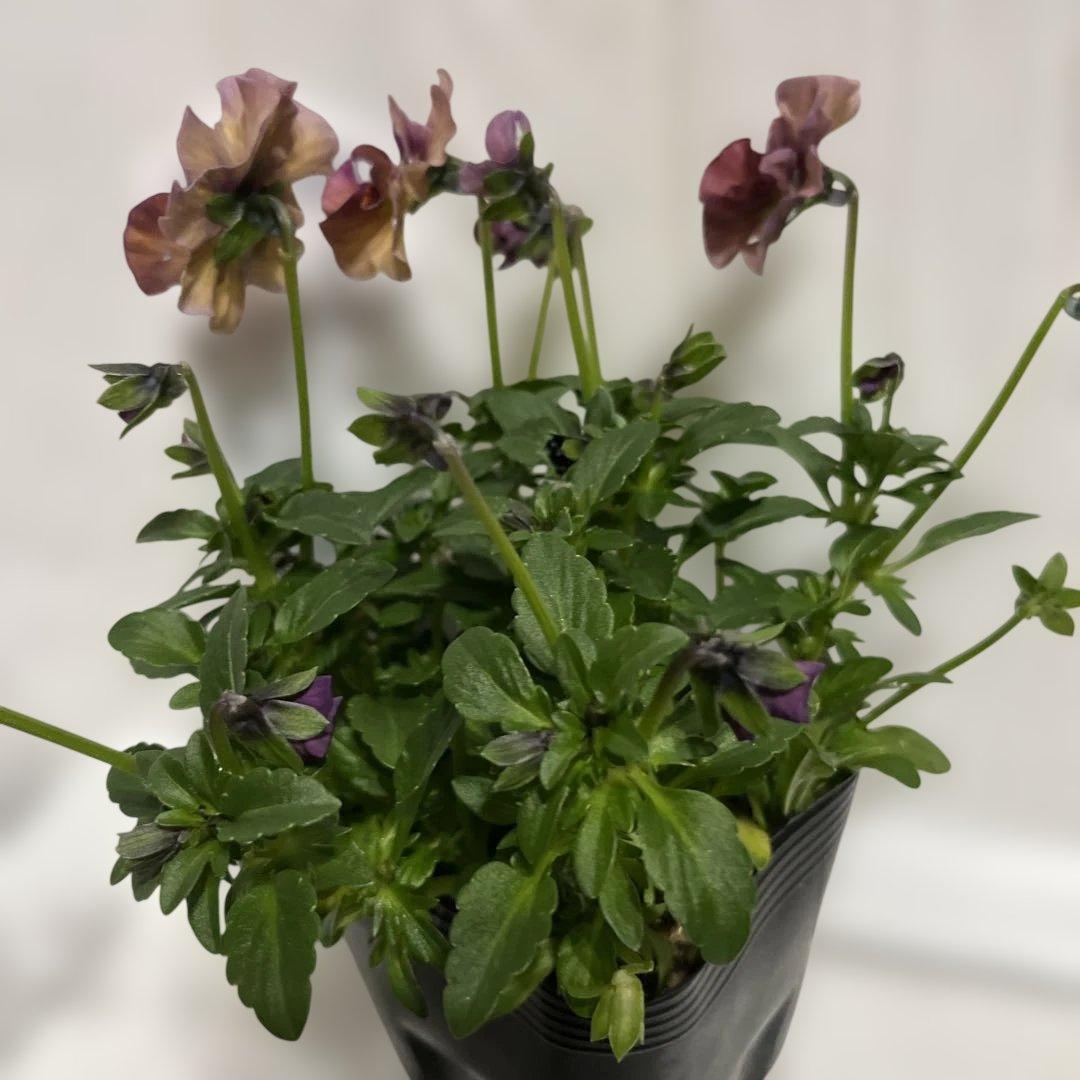 SUNTORY ミルフル 紫と白の花 1ポット苗　10月2 3日