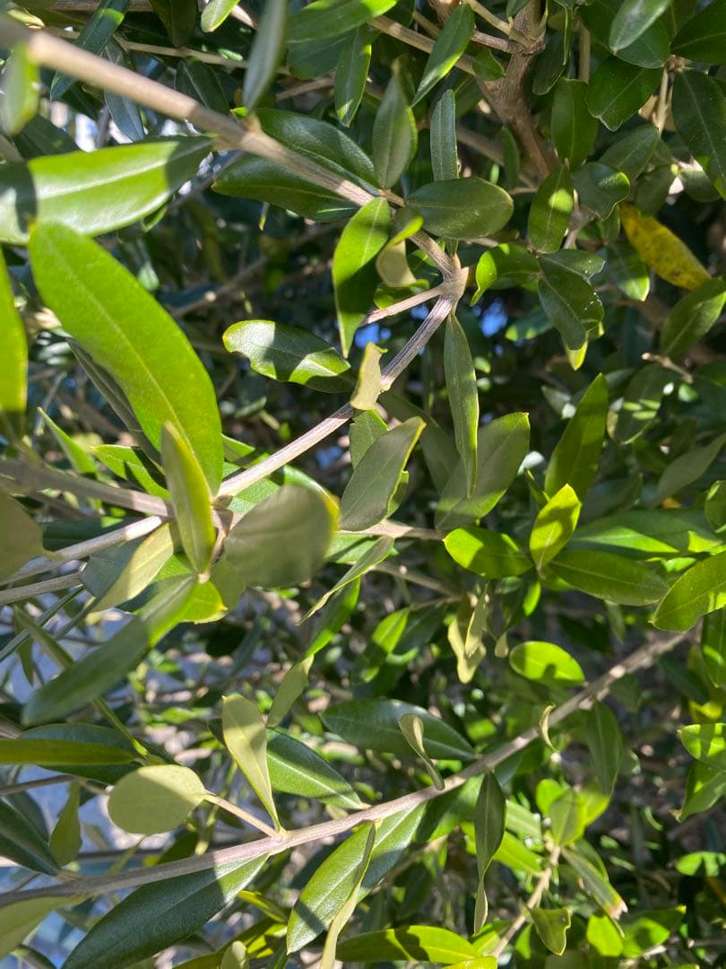 オリーブの木(大苗) 高さ約2メートル【お引取限定】