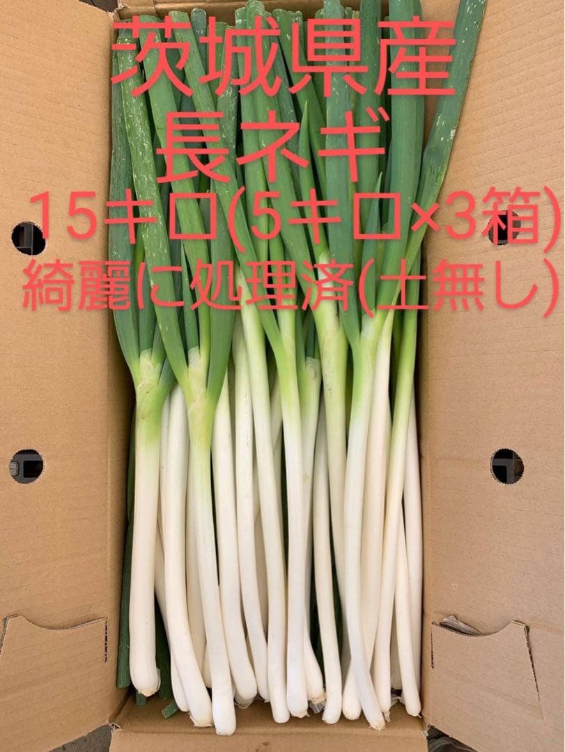 茨城県産 長ネギ 15キロ（5キロ×3箱）