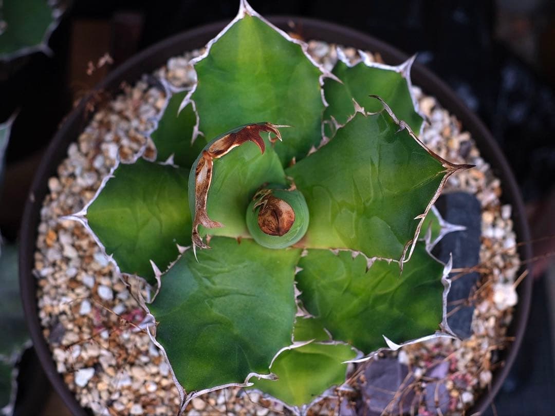 Agave titanota kelly clone 白犀牛　大株　抜き苗発送