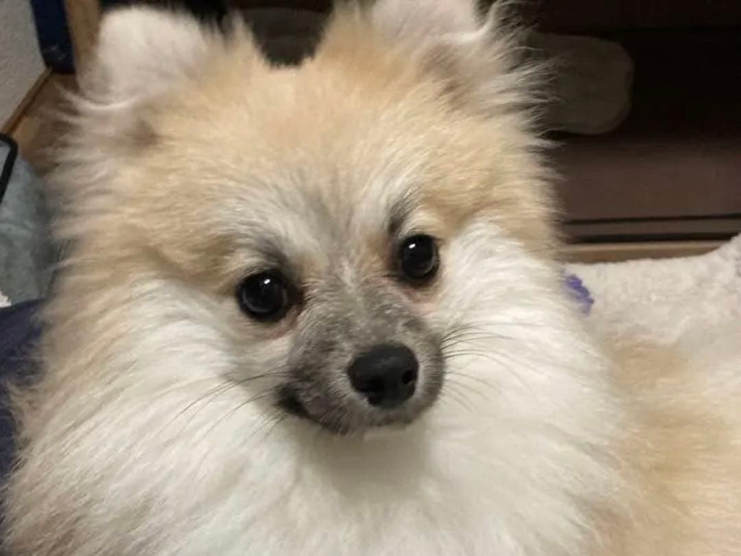 ポメラニアン クリーム色 ふわふわ　の写真