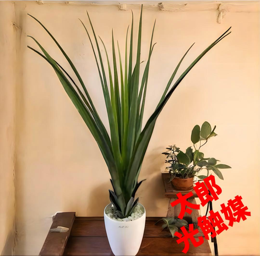 光触媒　人工観葉植物　ウォールグリーン　フェイクグリーン　バンダンザス