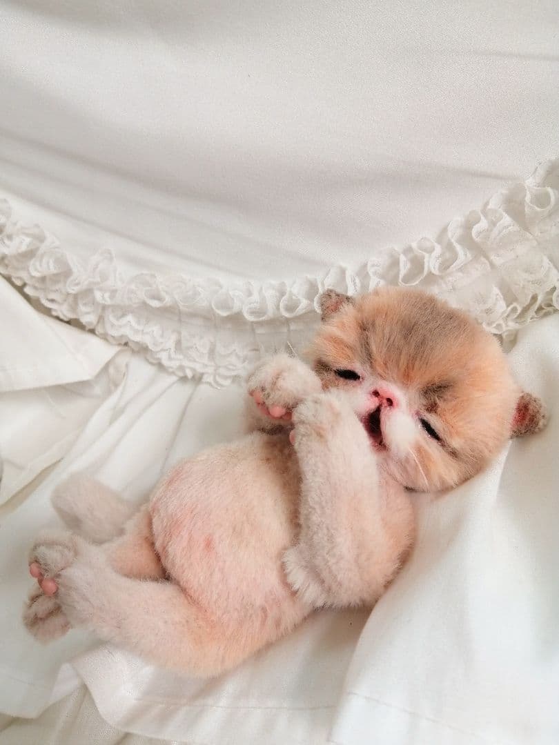 ママぁ～♡お世話セット♡子猫ちゃん♡アートドール♡ぬいぐるみ♡