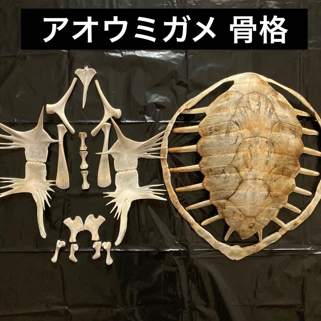 アオウミガメの骨 骨格標本