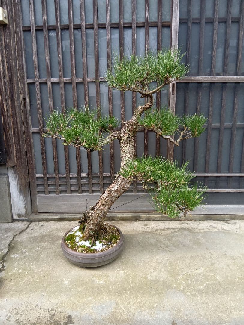 （売切）黒松盆栽（古木）インテリア用