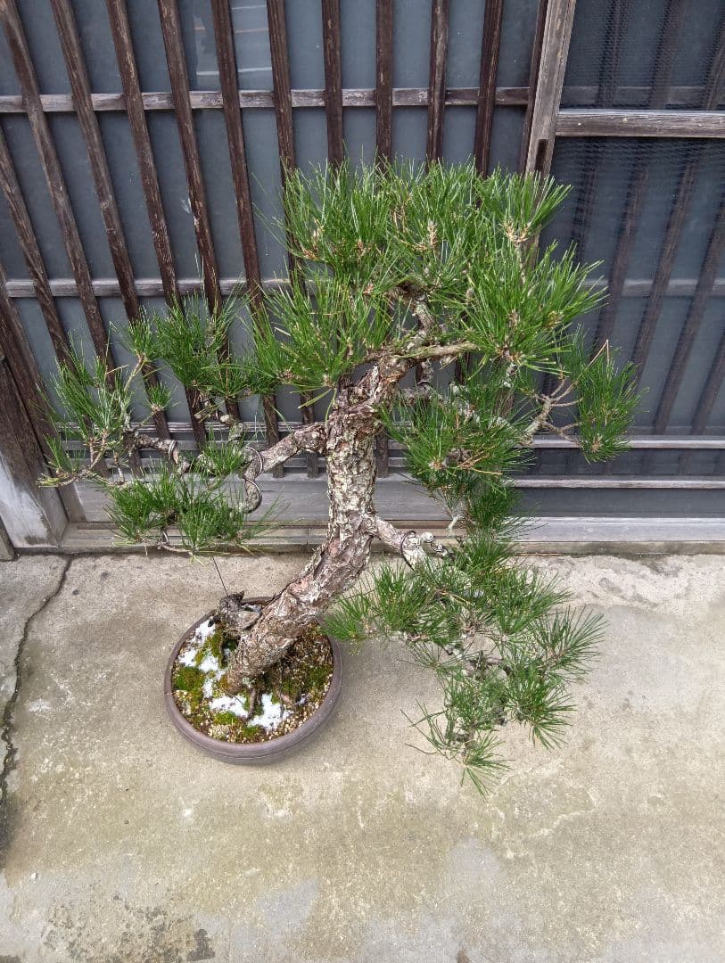 （売切）黒松盆栽（古木）インテリア用