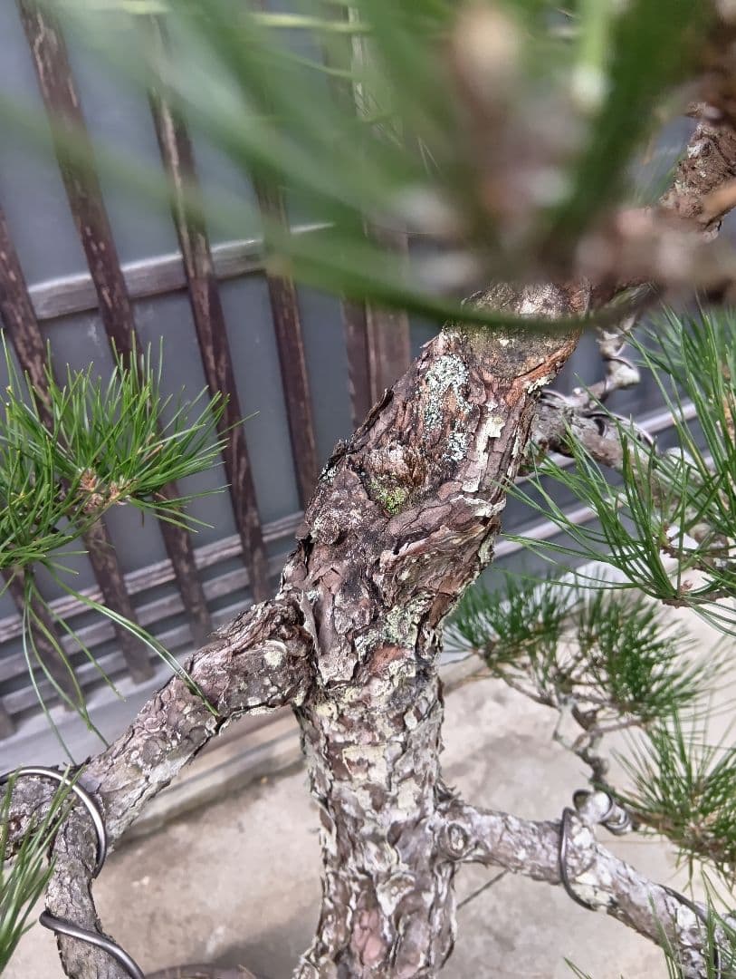 （売切）黒松盆栽（古木）インテリア用