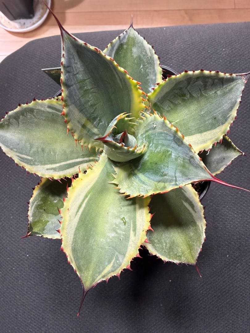 アガベ　ピグマエア × ボビコルヌータ　イリュージョン　ハイブリッド