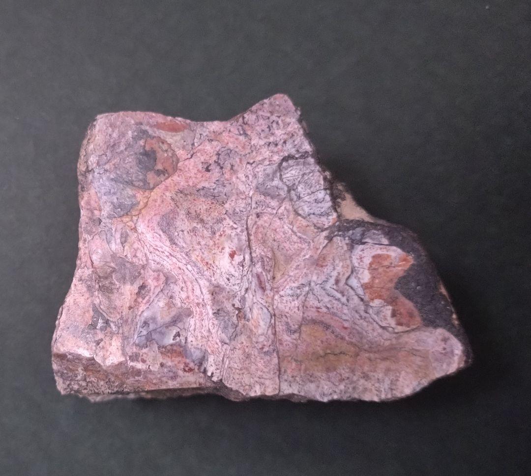 【激レア美麗】フィトサウルス類レドンダサウルスの装甲（スクート）化石