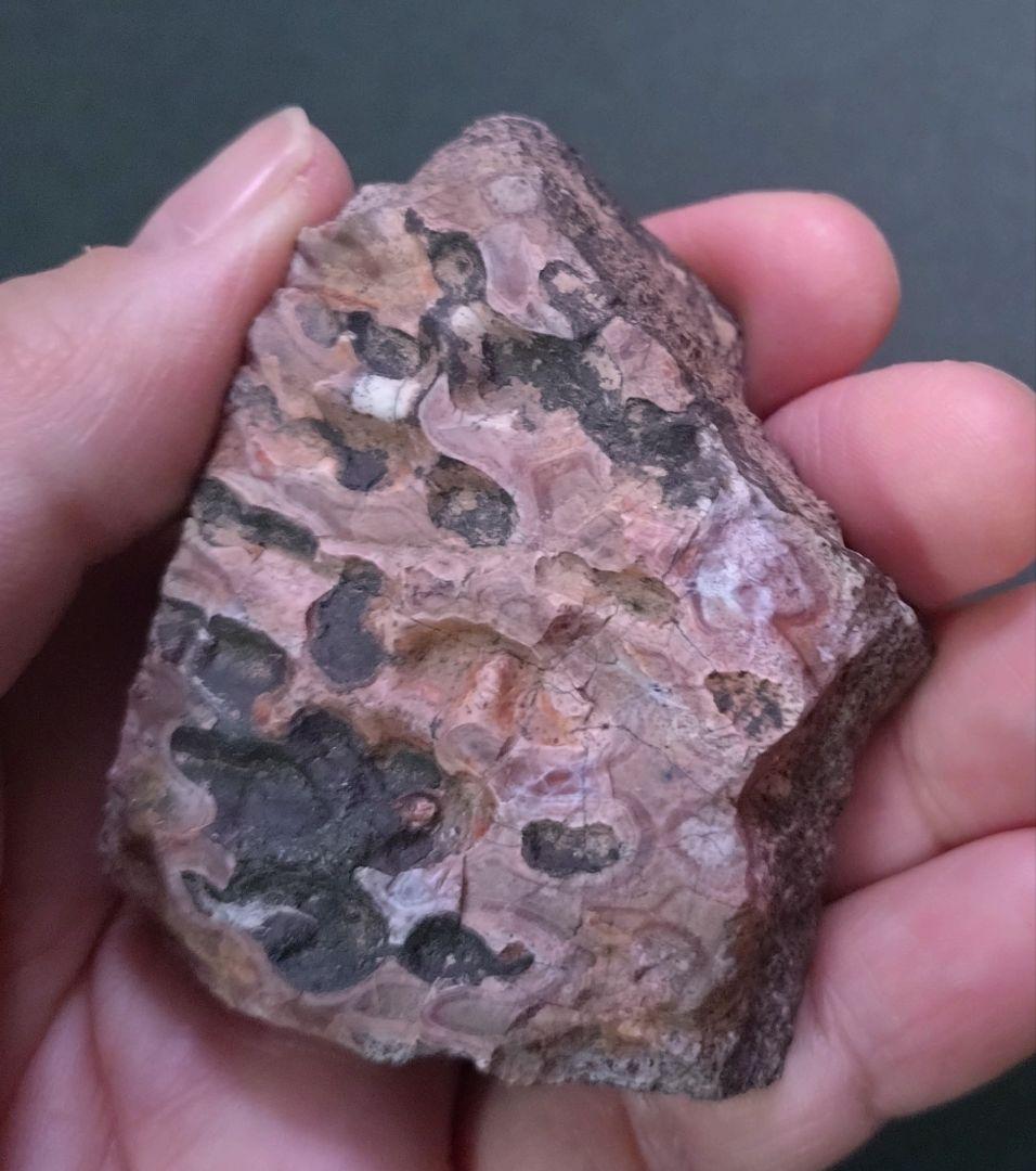 【激レア美麗】フィトサウルス類レドンダサウルスの装甲（スクート）化石