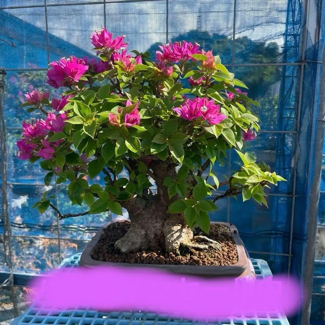 プーゲンビィリア(キャンドル) 吉村秀峰鉢