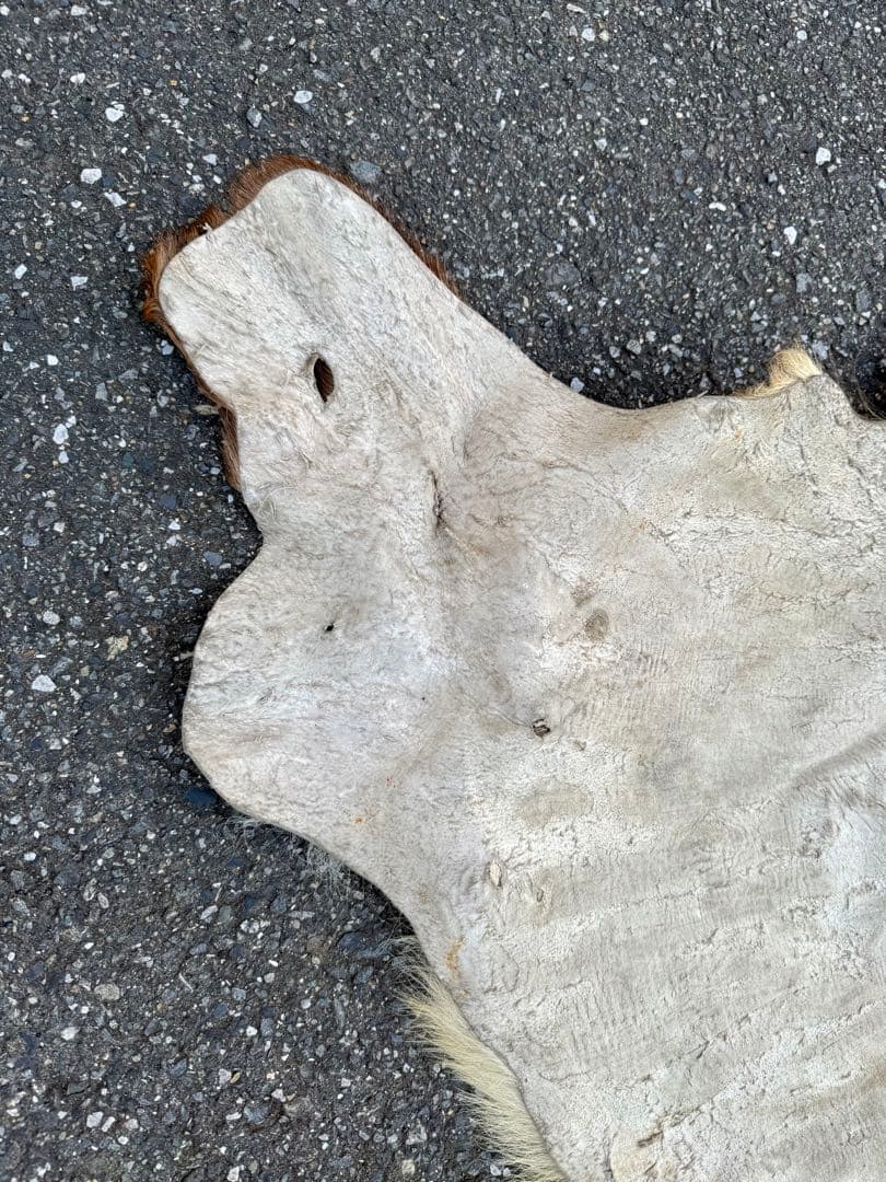 日本鹿 ラグマット 毛皮 敷物 ブランケット 蝦夷鹿 ブッシュクラフト キャンプ