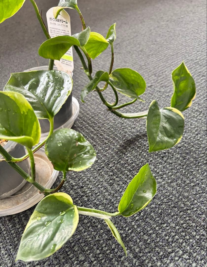 観葉植物　ポトス　苗　ハンギング 吊り　インテリア　新品種
