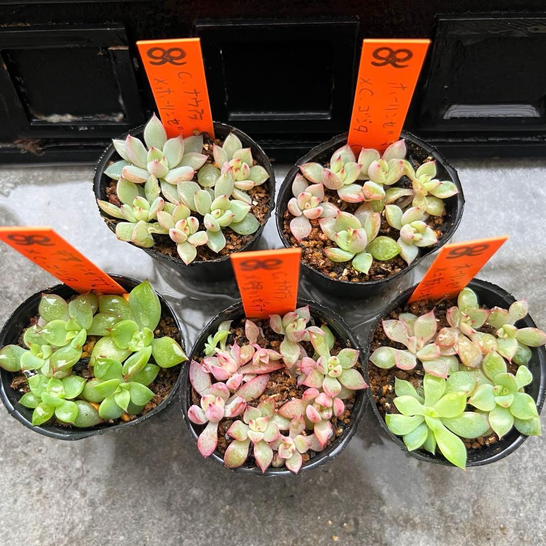 綾*鷹様 2025実生苗セットz 4センチポット