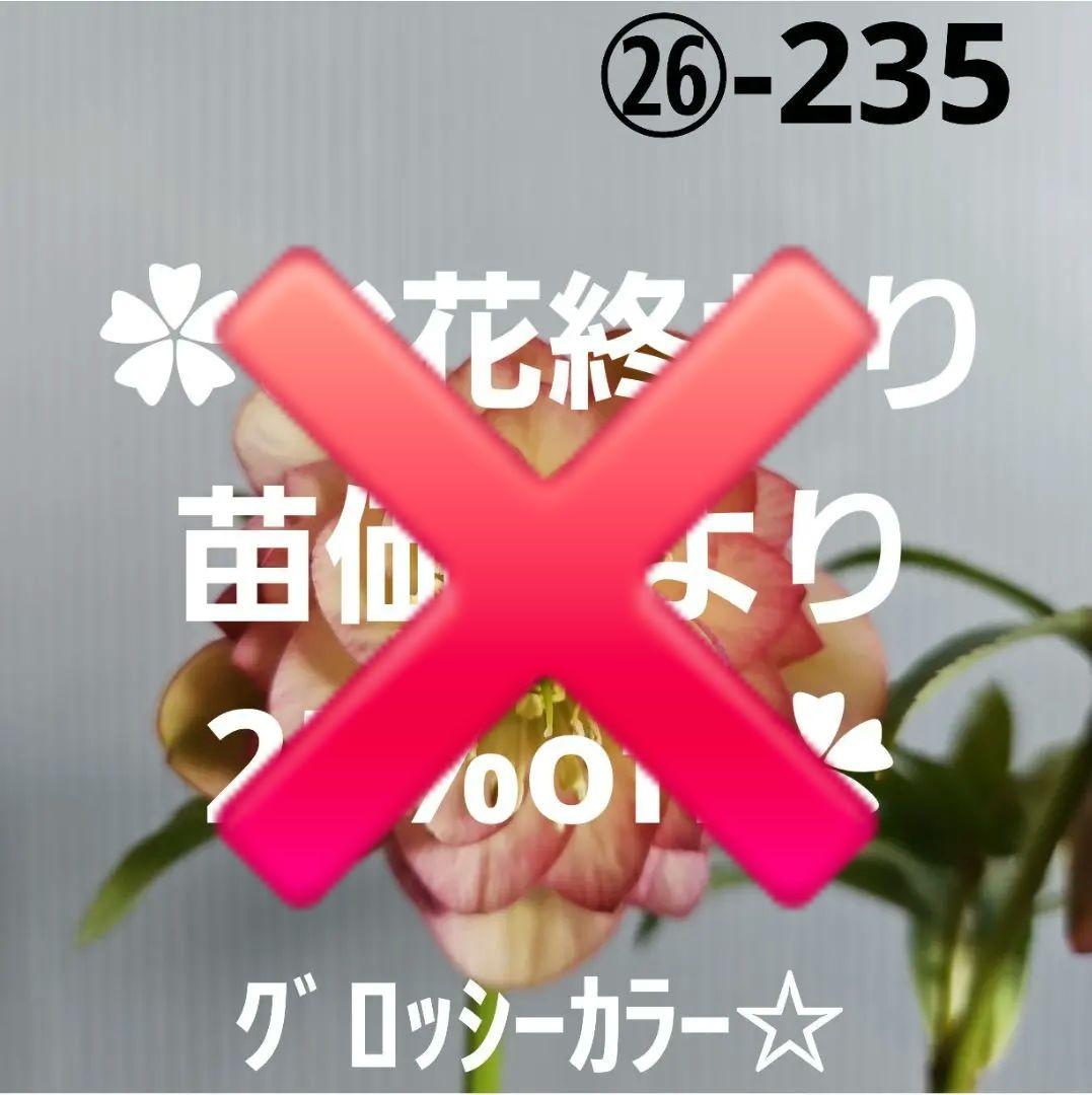 ㉖-235クリスマスローズ
