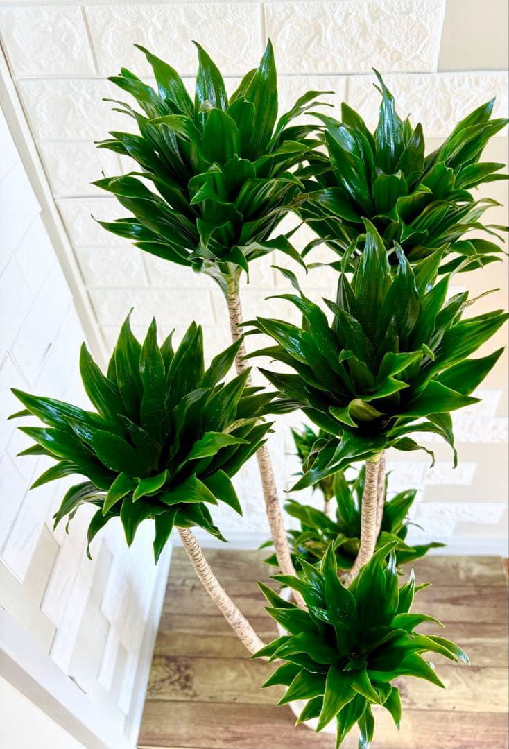 ドラセナコンパクタ⭐️リビングサイズ⭐️観葉植物