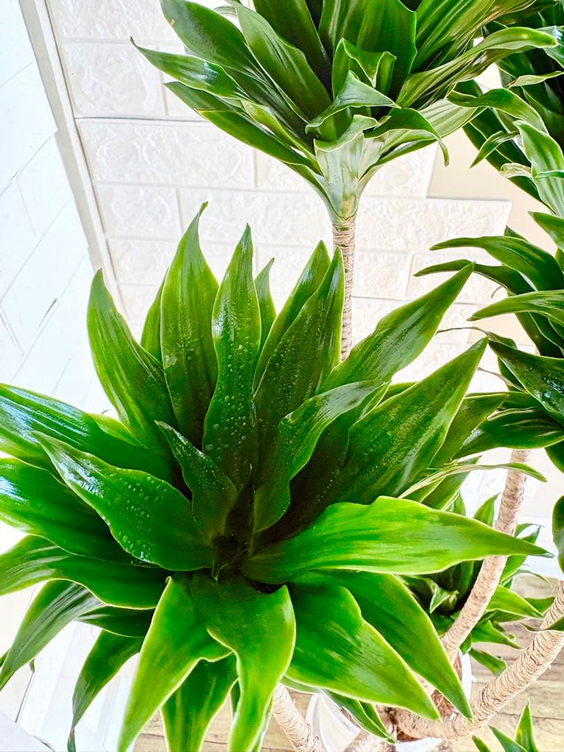 ドラセナコンパクタ⭐️リビングサイズ⭐️観葉植物