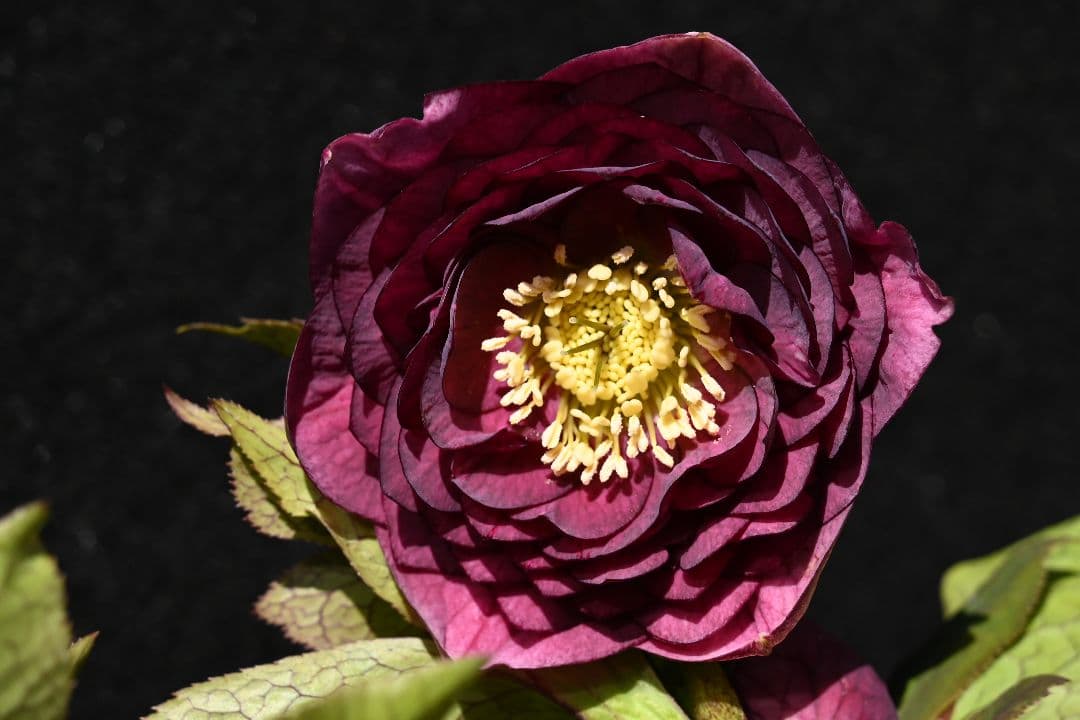 クリスマスローズ　認定アンティークアフロディーテ　加藤農園