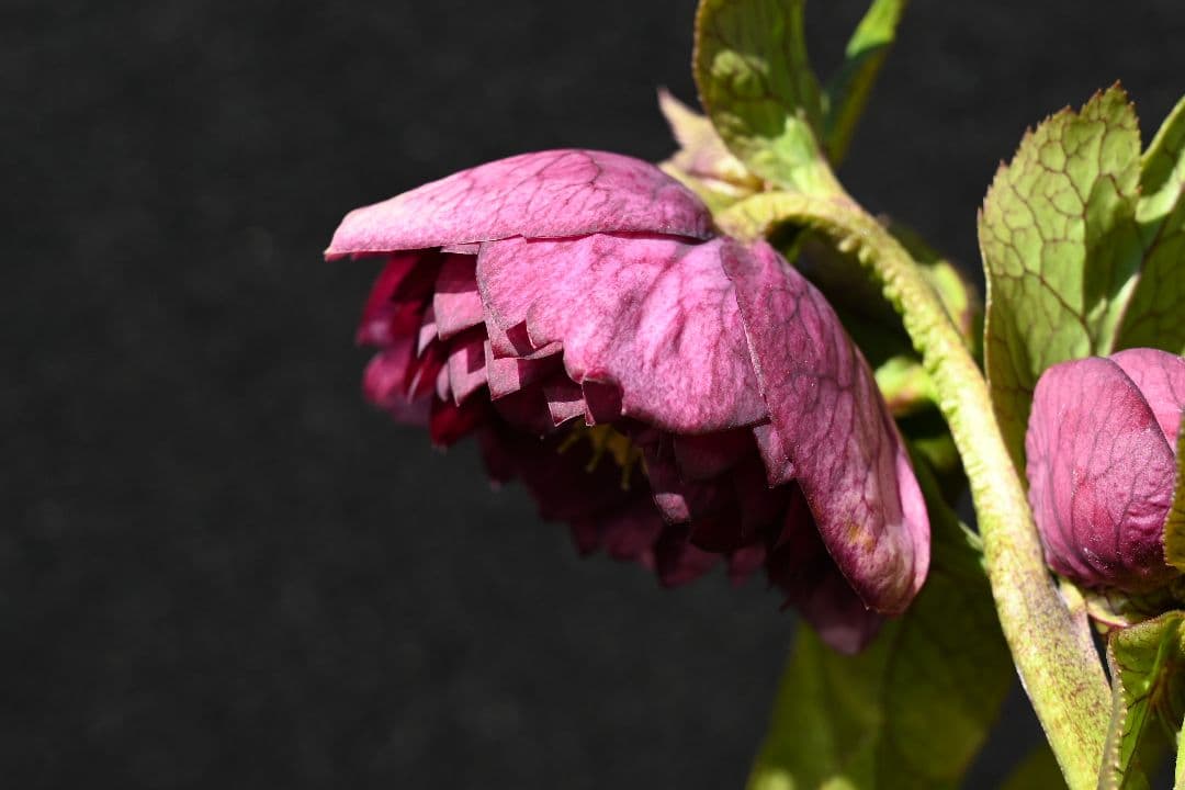 クリスマスローズ　認定アンティークアフロディーテ　加藤農園