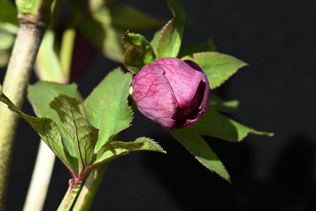 クリスマスローズ　認定アンティークアフロディーテ　加藤農園