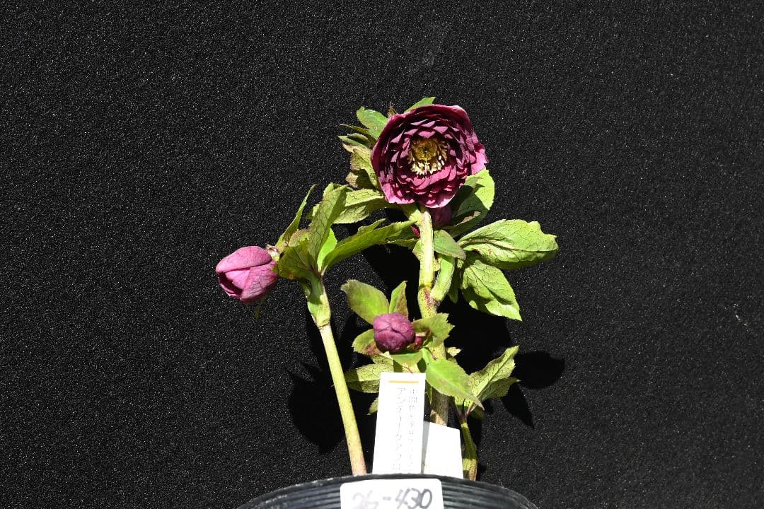 クリスマスローズ　認定アンティークアフロディーテ　加藤農園