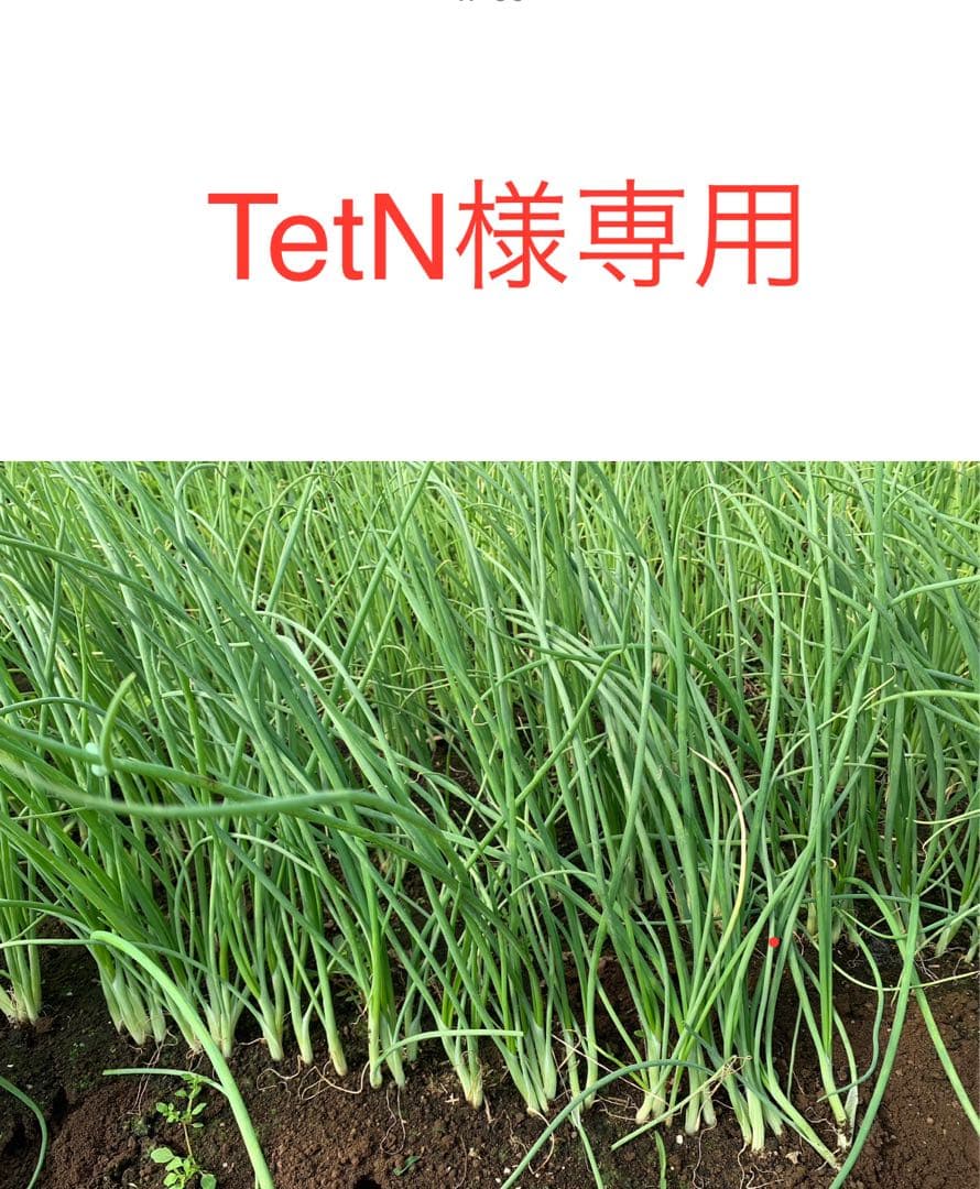 TetN　ネオアース玉ねぎ苗　5000本