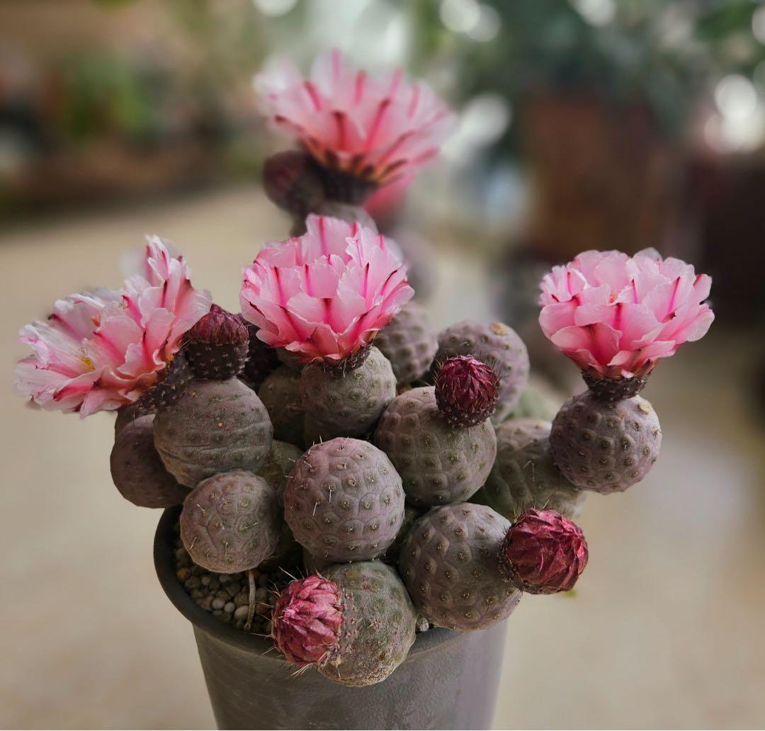 Y-07テフロカクタス ゲオメトリクスサボテン多頭ピンク色付き 11個頭