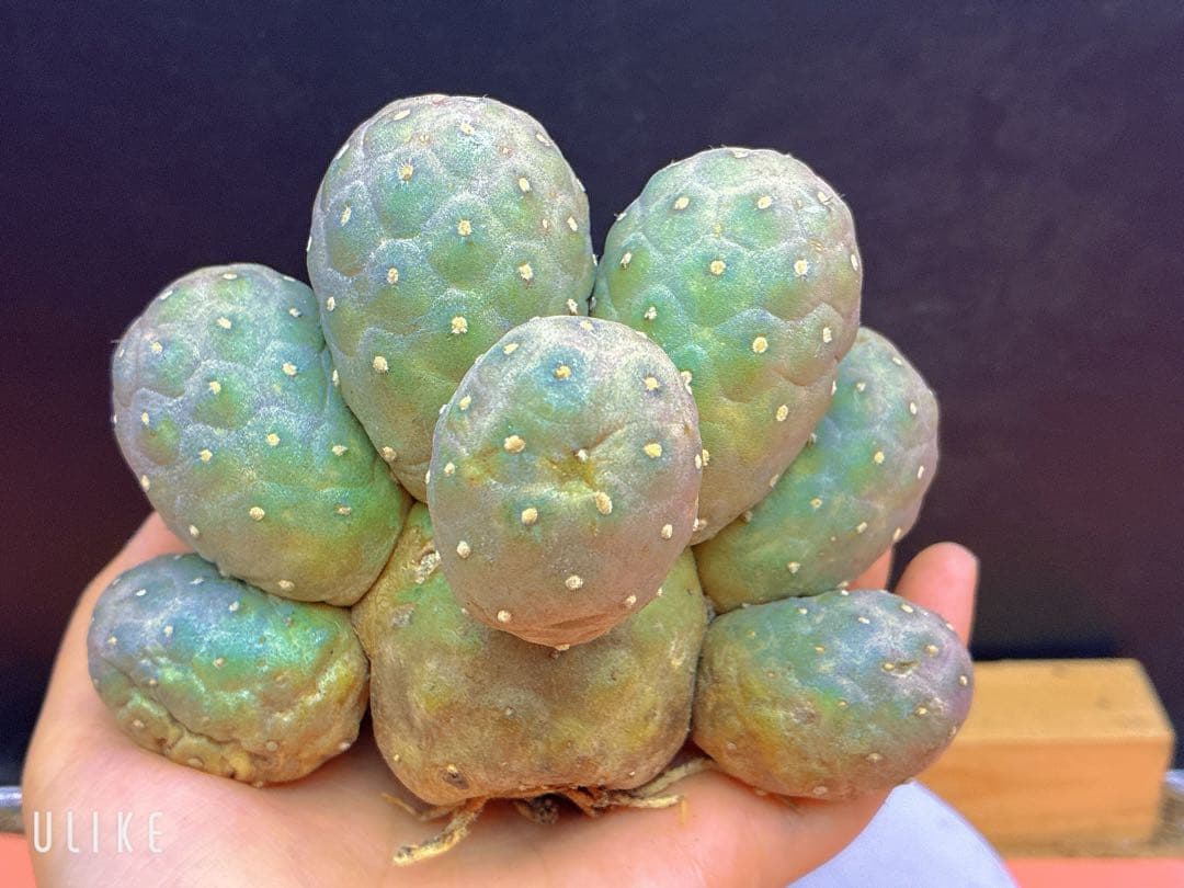 Y-07テフロカクタス ゲオメトリクスサボテン多頭ピンク色付き 11個頭