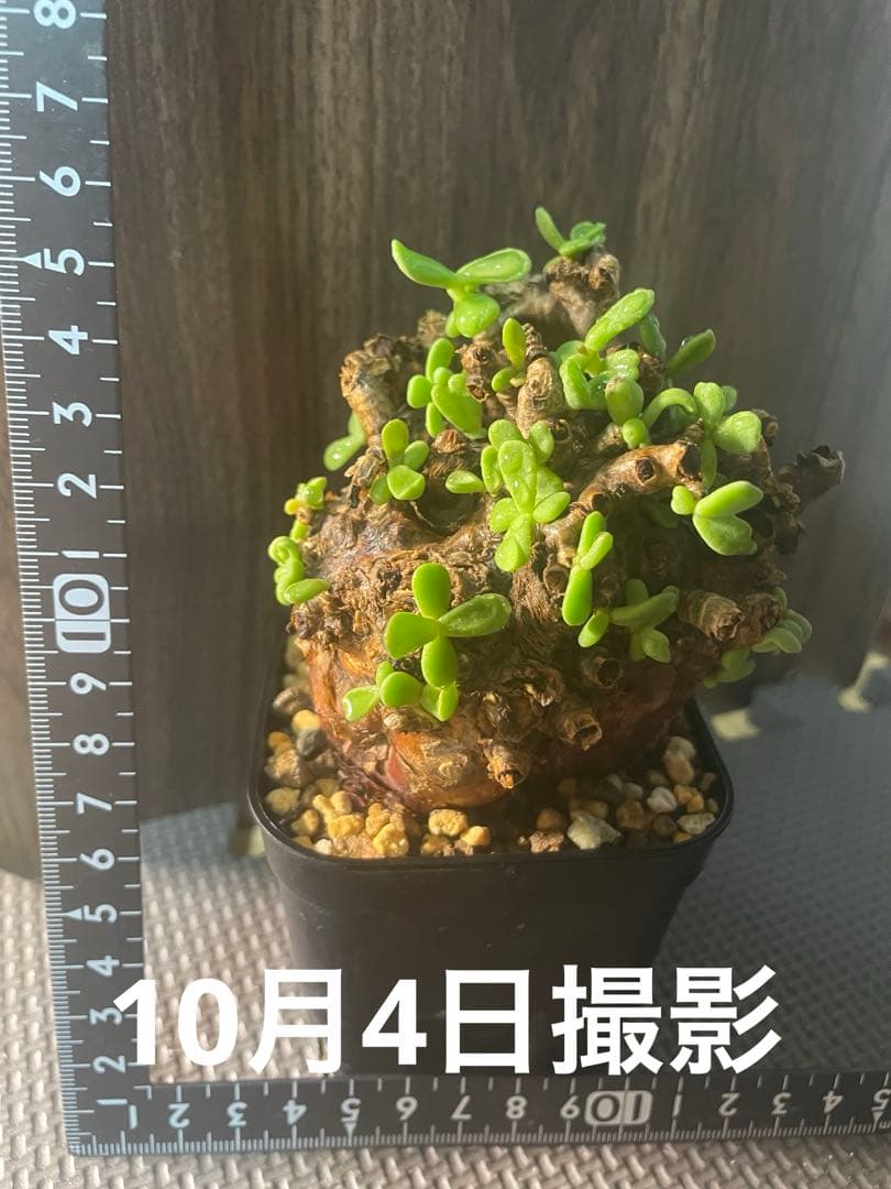 ★*★様 ケラリアピグマエア　現地株　発根済み