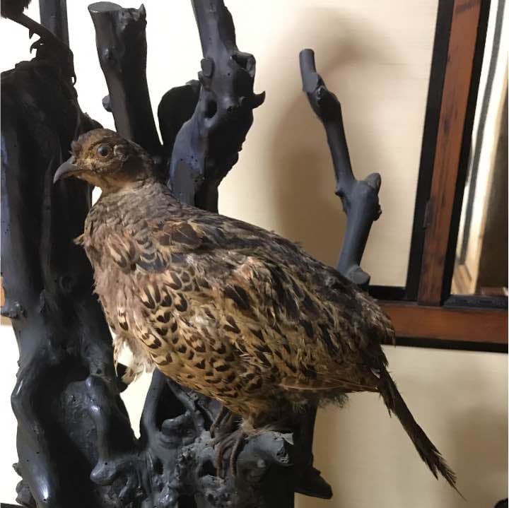 室內飾り