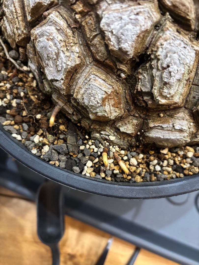 メキシコ亀甲竜　ディオスコレア　マクロスタチア　発根済み