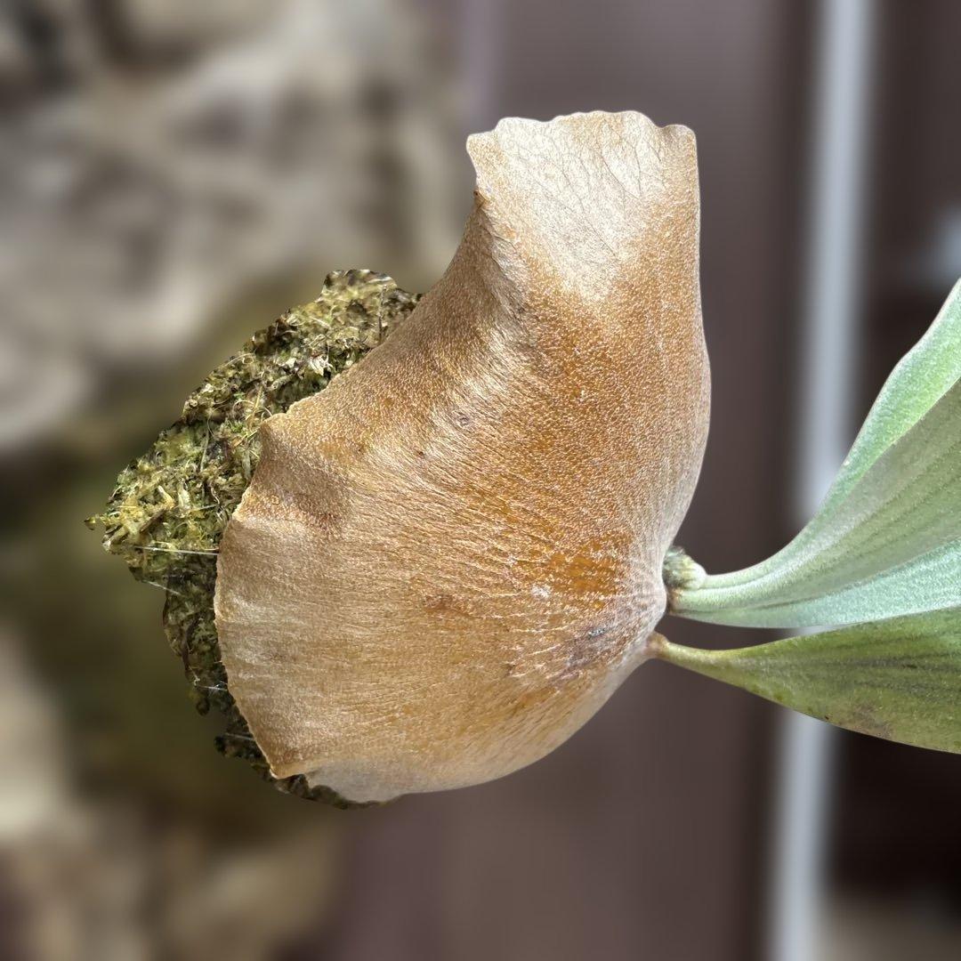 ビカクシダ　デラロッチャ（vandaka）　P. FSQ（vp#2) 子株付き